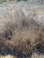 Image of bulbous canarygrass