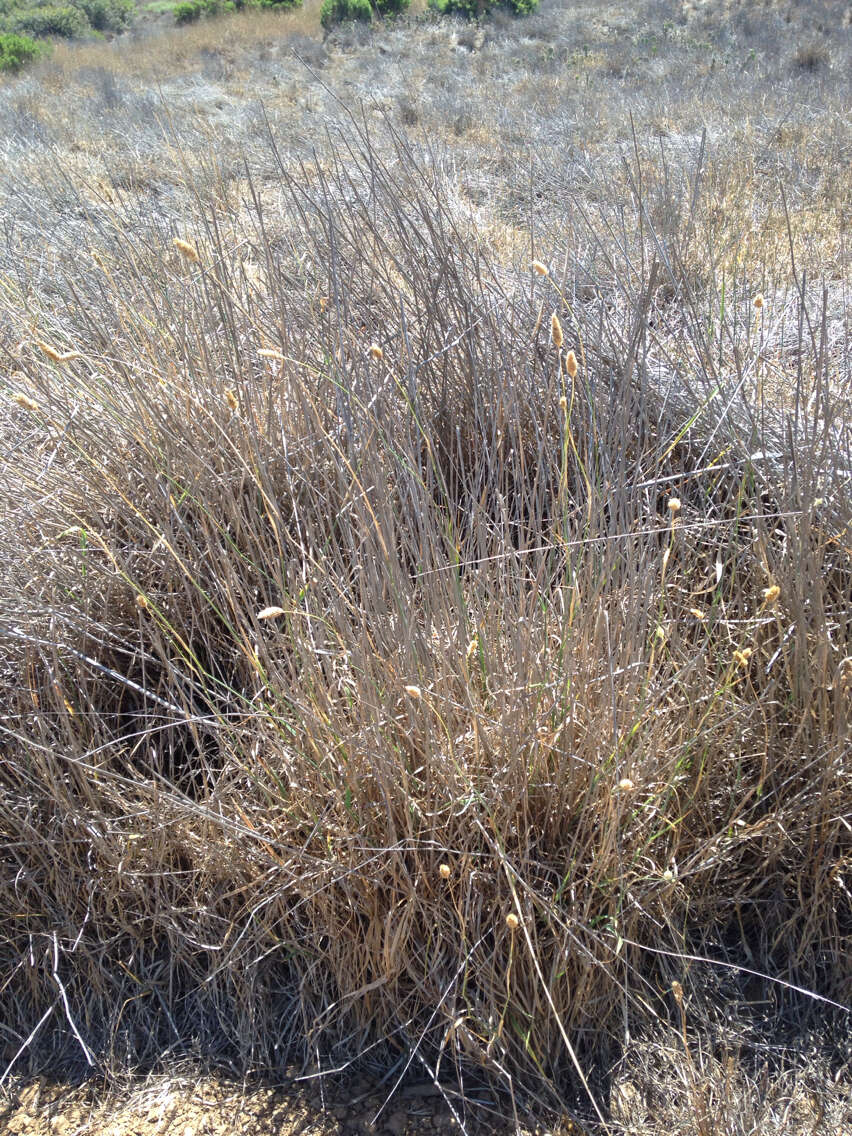 Image of bulbous canarygrass