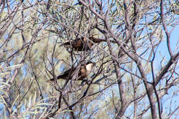 Image of Hall's Babbler