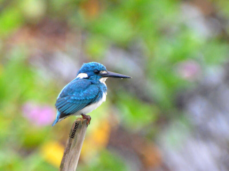 صورة Alcedo coerulescens Vieillot 1818