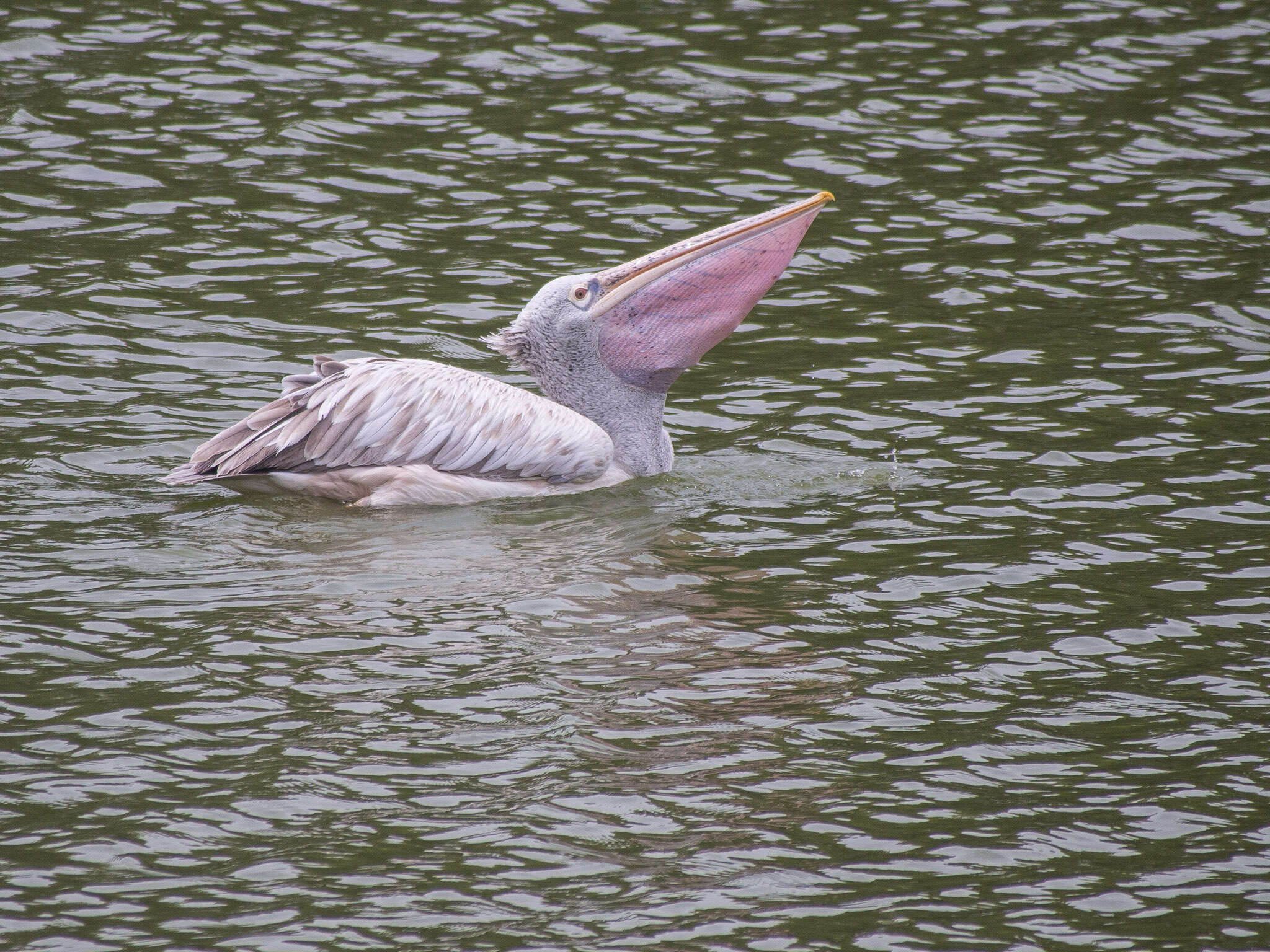 Image of Grey Pelican