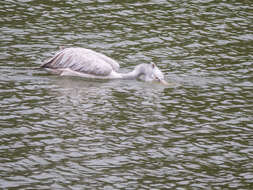 Image of Grey Pelican