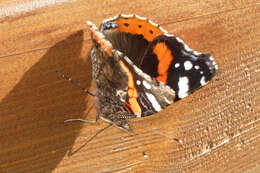 Image of Red Admiral