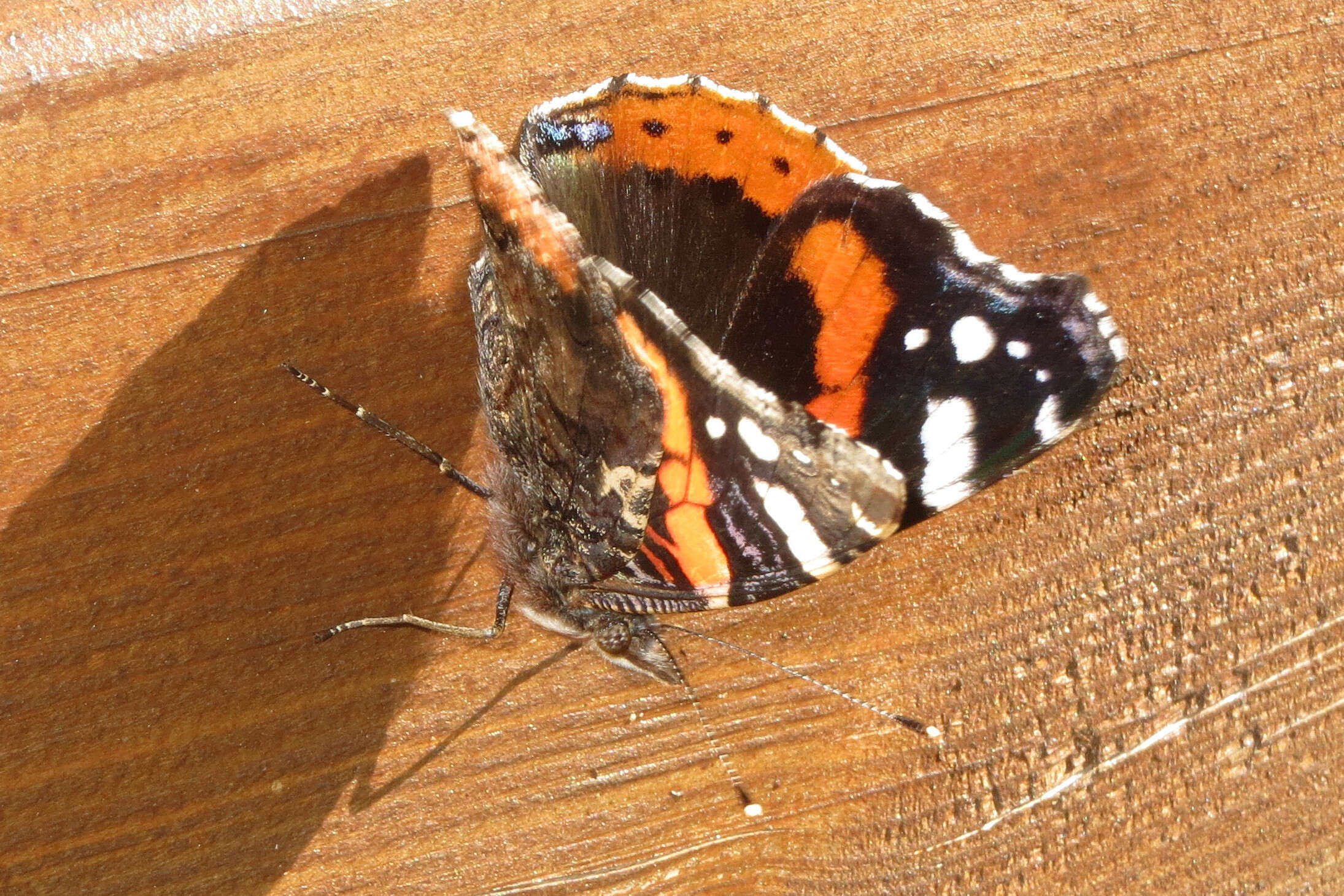 Imagem de Vanessa atalanta Linnaeus 1758