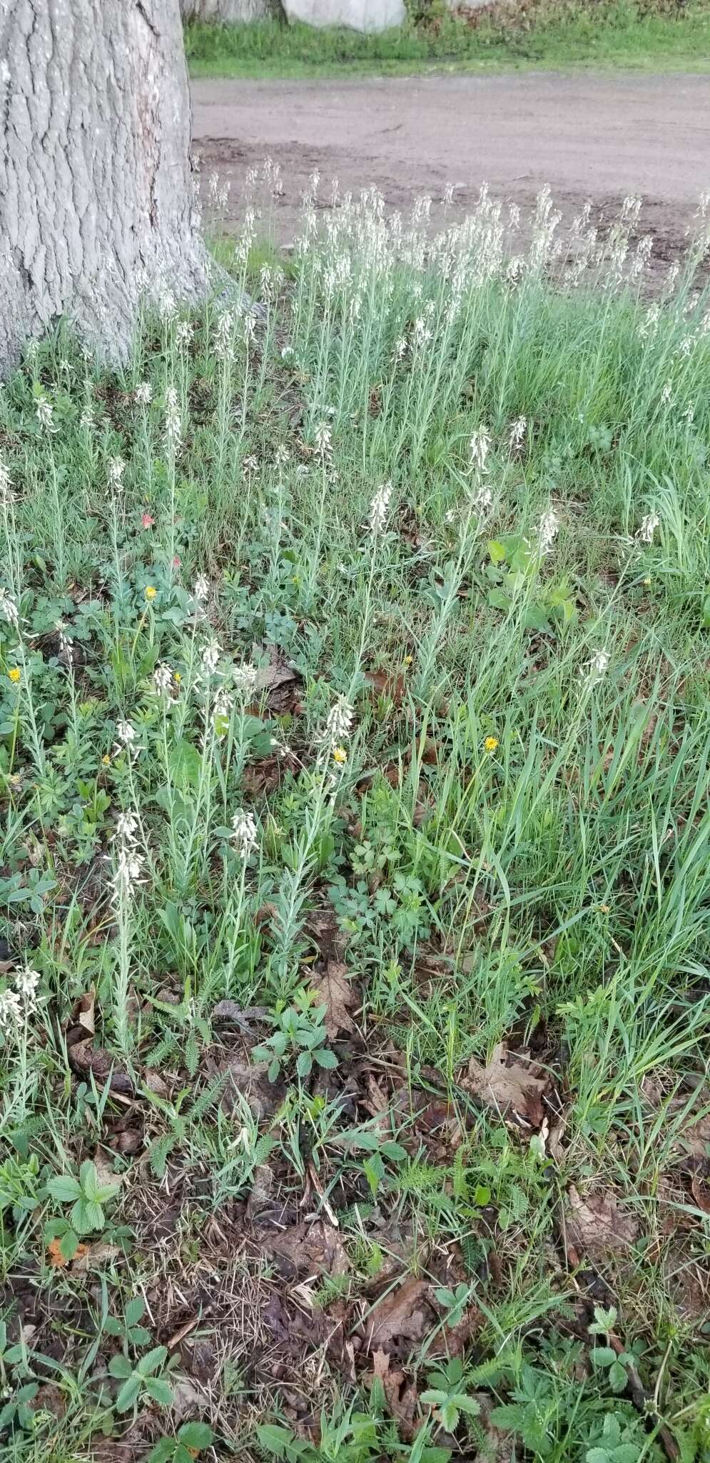 Image of Boivin's Rockcress