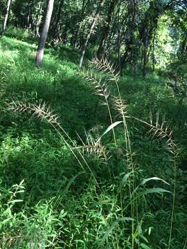 Image of Eastern Bottle-Brush Grass