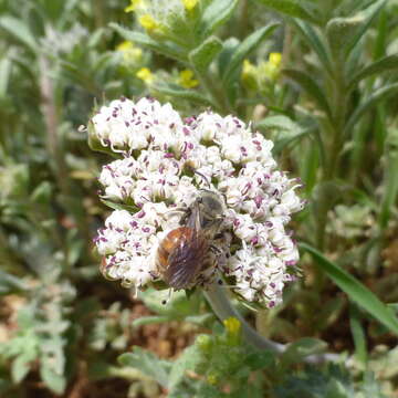 Imagem de Andrena andrenoides (Cresson 1878)