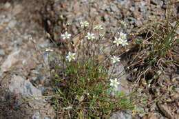 Imagem de Sabulina verna (L.) Rchb.