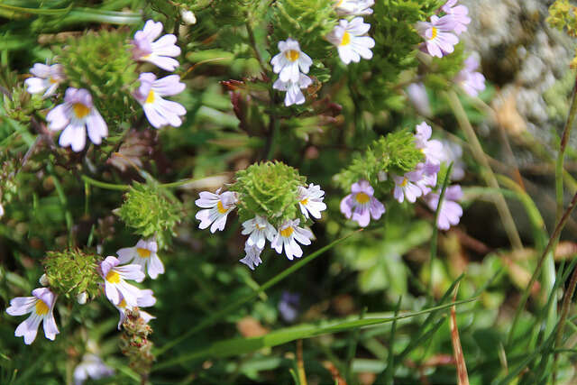 Imagem de Euphrasia officinalis L.