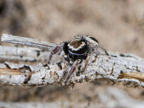 Image of Pellenes epularis (O. Pickard-Cambridge 1872)