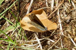 Image of common footman