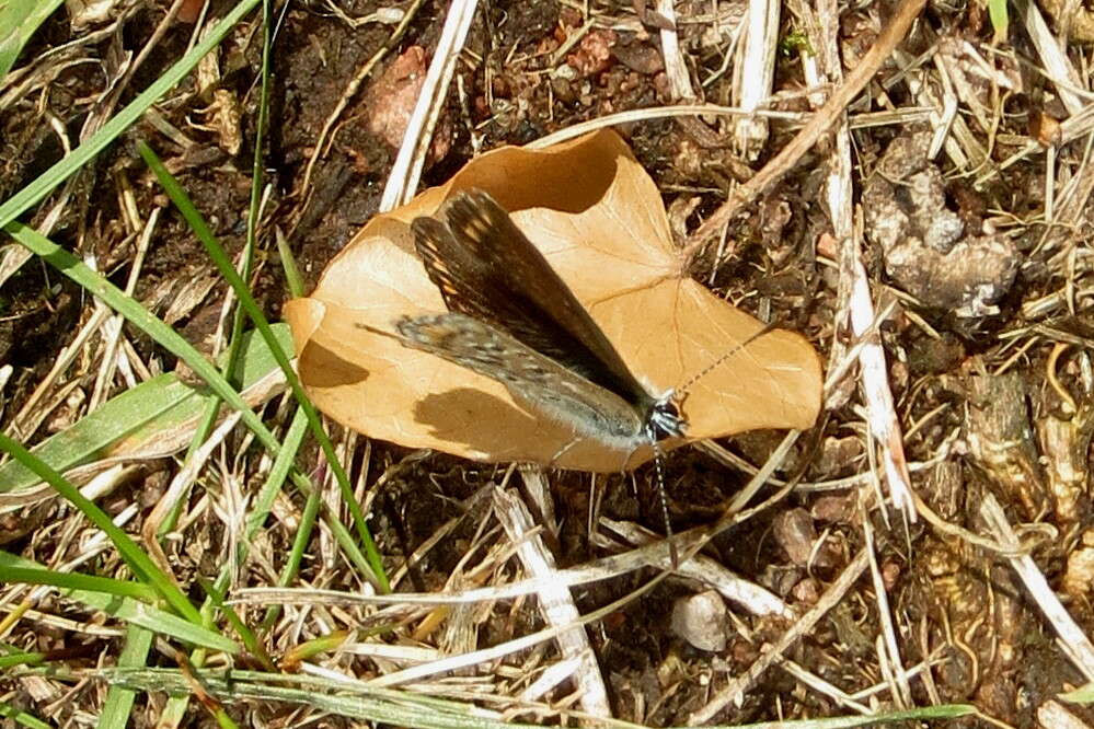 Image of common footman