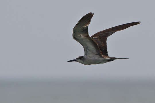 Image of Bridled Tern