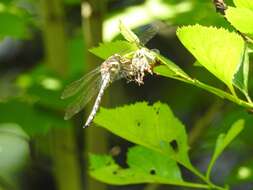 Image of Delta-spotted Spiketail