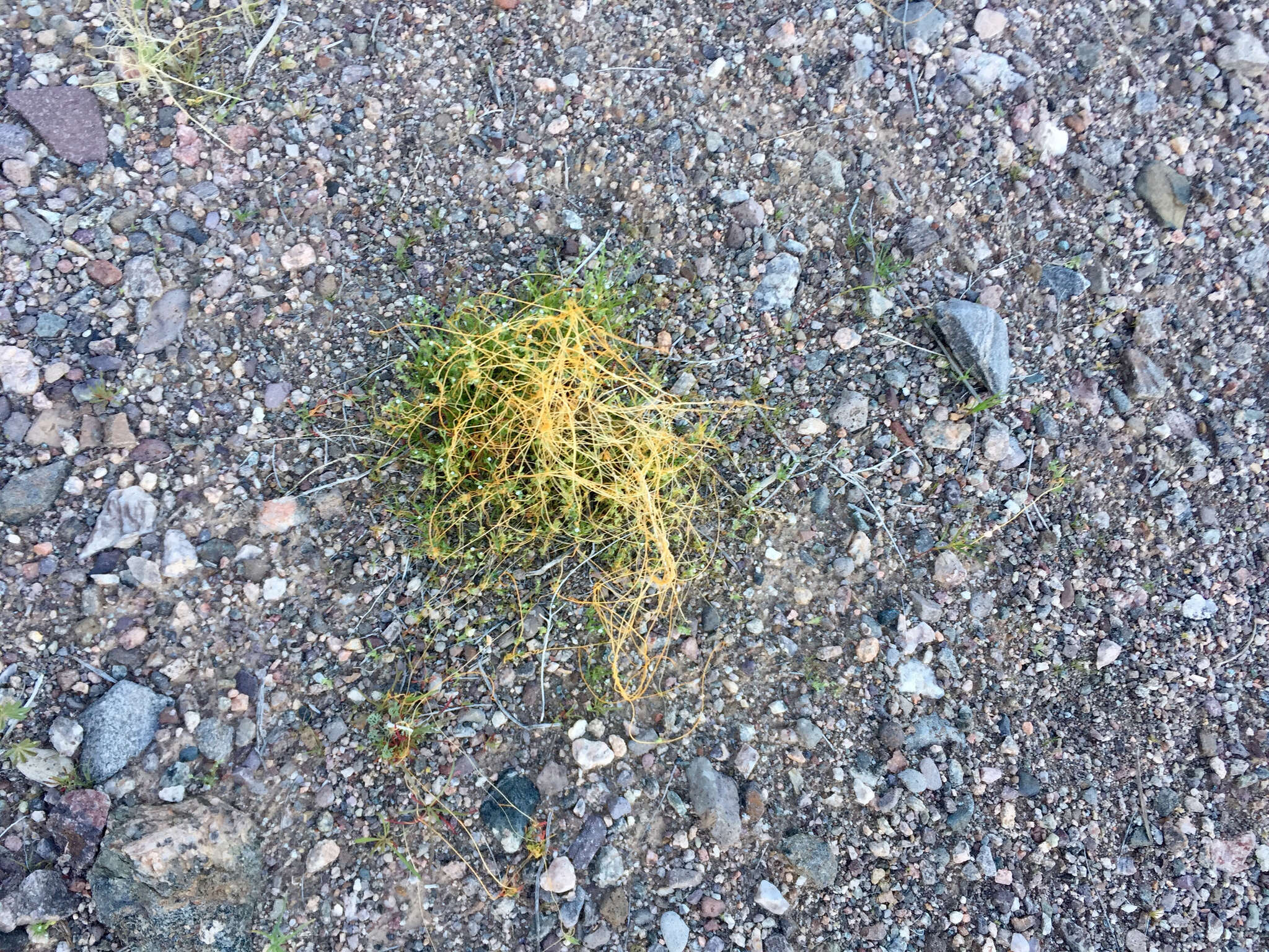 Image of desert dodder