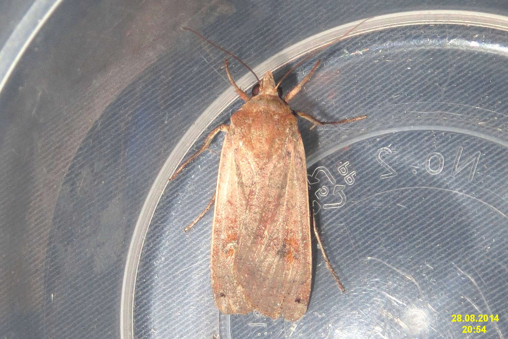 Image of Large Yellow Underwing