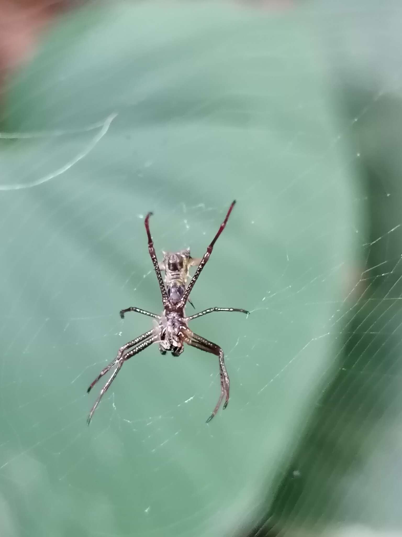 Image of Micrathena balzapamba Levi 1985