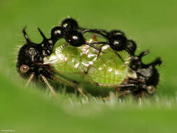 Image of Ant-mimicking Treehopper