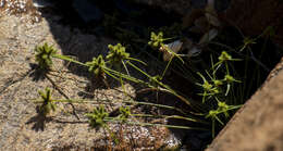 Sivun Cyperus hystricoides (B. Nord.) Bauters kuva