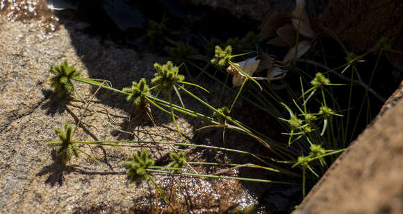 Sivun Cyperus hystricoides (B. Nord.) Bauters kuva