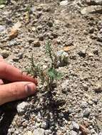 Image of sticky phacelia