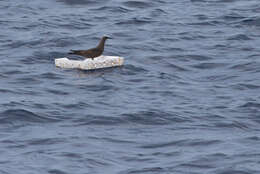 Image of Brown Noddy