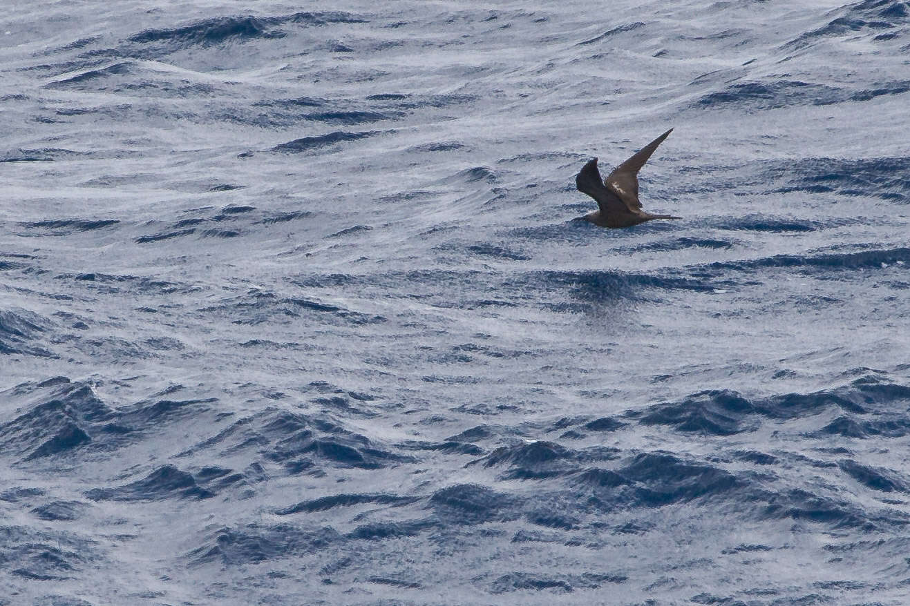 Image of Brown Noddy