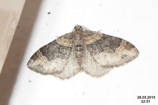 Image of dark-barred twin-spot carpet