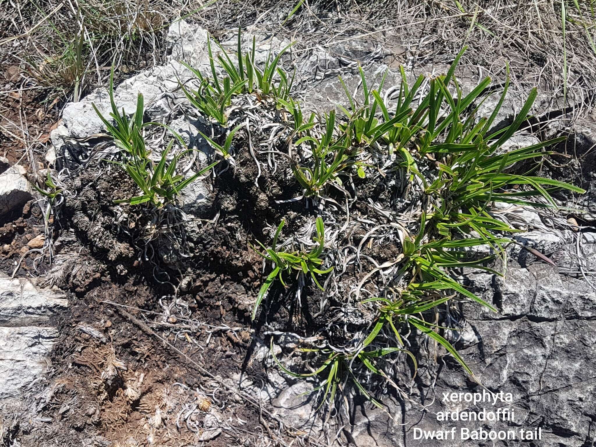 Image of Xerophyta adendorffii Behnke