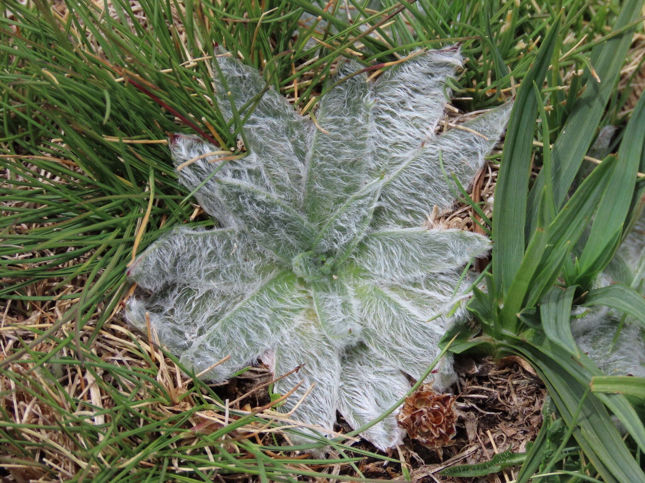 Plantago nivalis Boiss. resmi