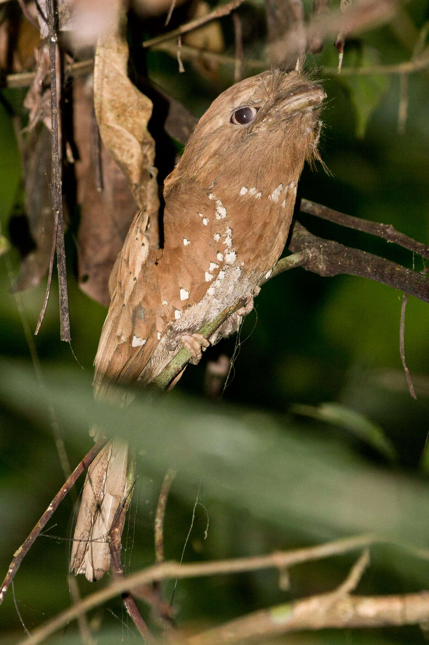 Image of Ceylon Frogmouth