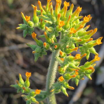 Kalanchoe lanceolata (Forsk.) Persoon resmi