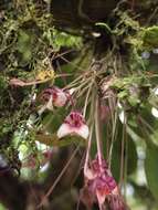 Image of Masdevallia nidifica Rchb. fil.