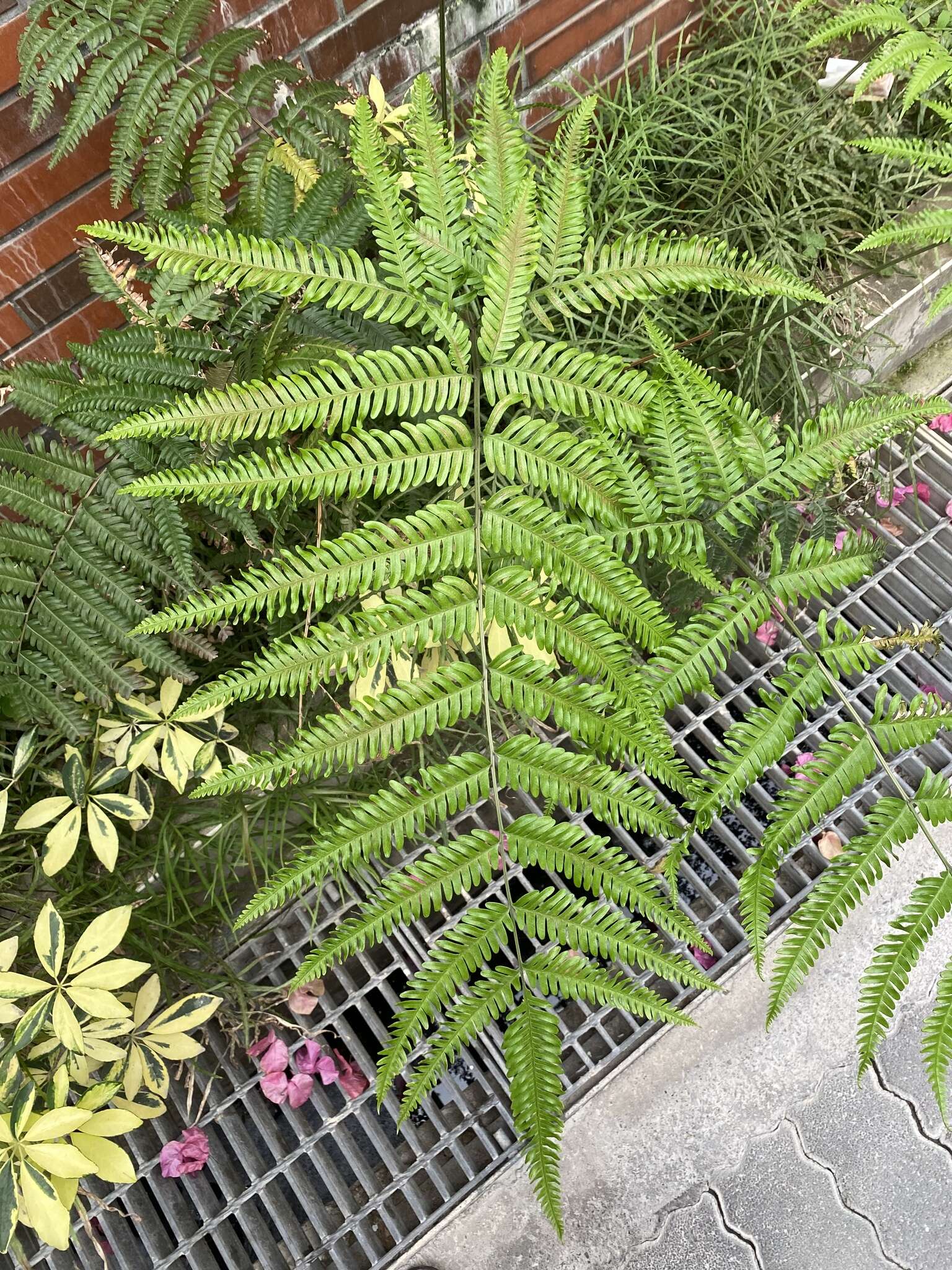 Plancia ëd Pteris khasiana subsp. fauriei (Hieron.) Fraser-Jenk.