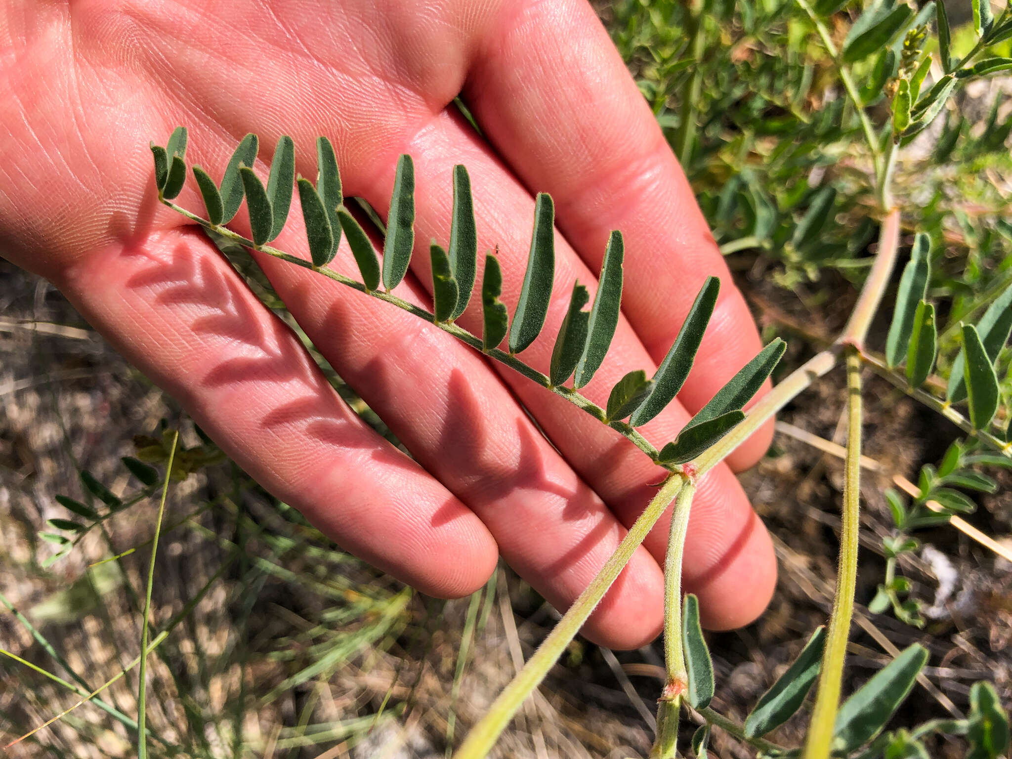 Image of hillside milkvetch