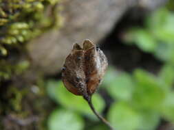 Image of leafless-stemmed speedwell