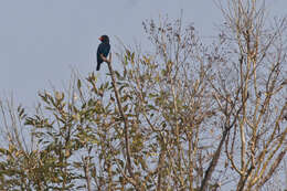 Image of Dollarbird