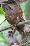 Image of Ceylon Frogmouth