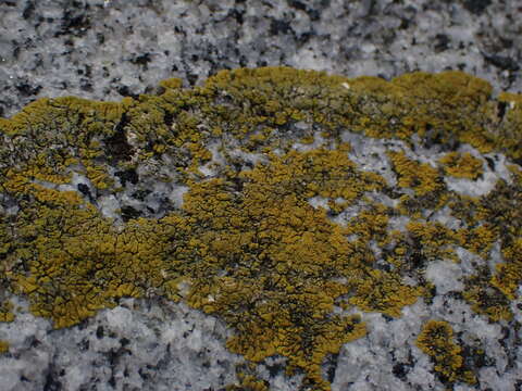 Image of orange lichen