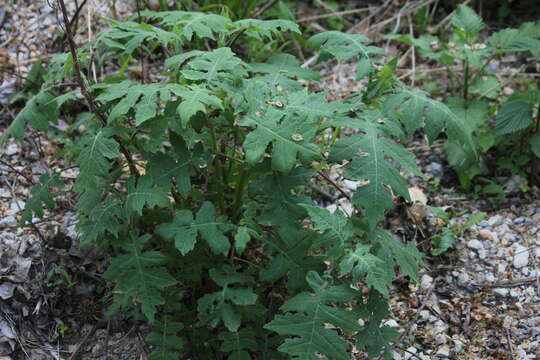 Image of whiteflower leafcup