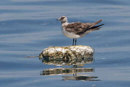 Image of Arctic Skua