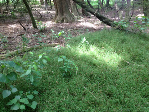 Image of Weeping Grass