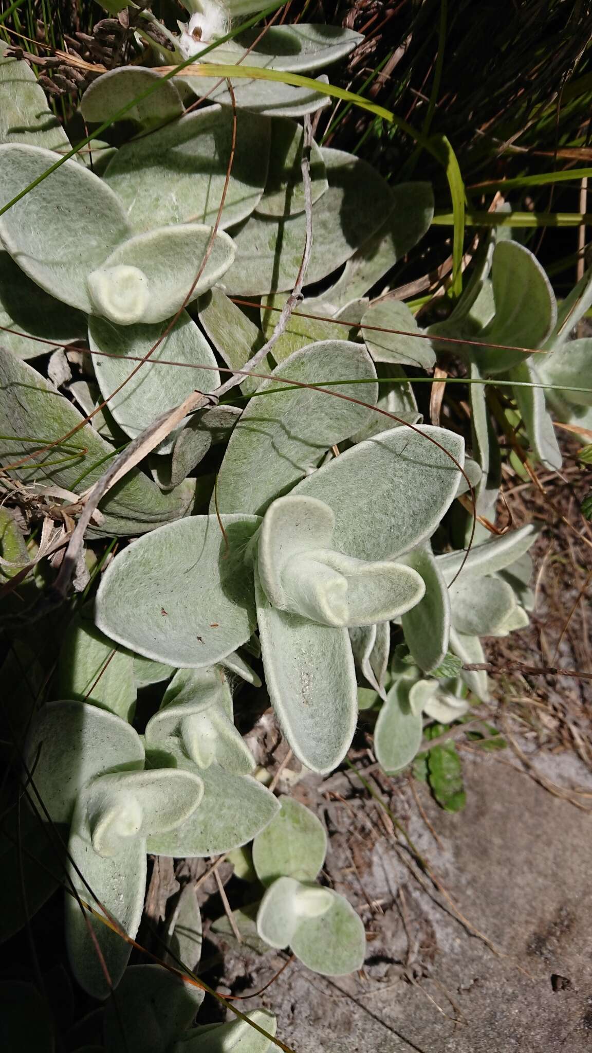 Слика од Helichrysum grandiflorum (L.) D. Don