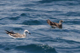 Image of Arctic Skua