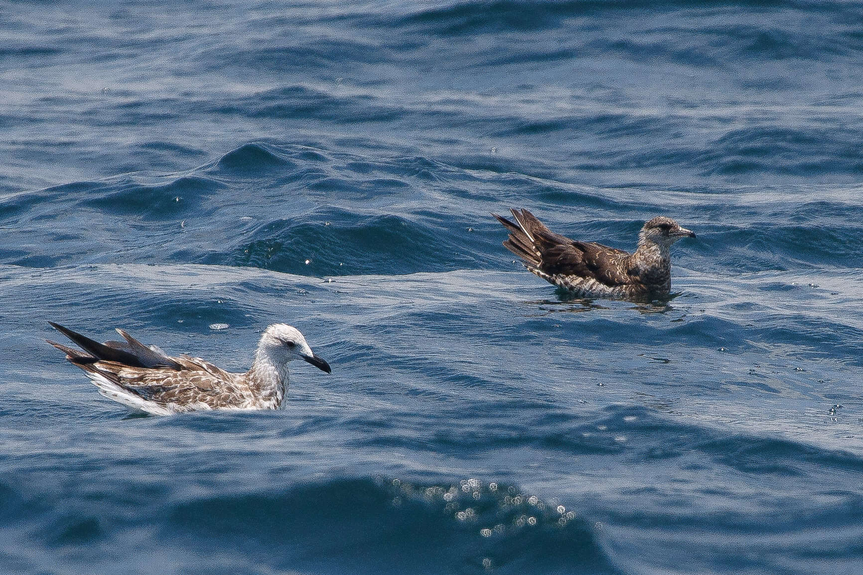 Image of Arctic Skua