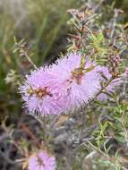 Image de Melaleuca striata Labill.