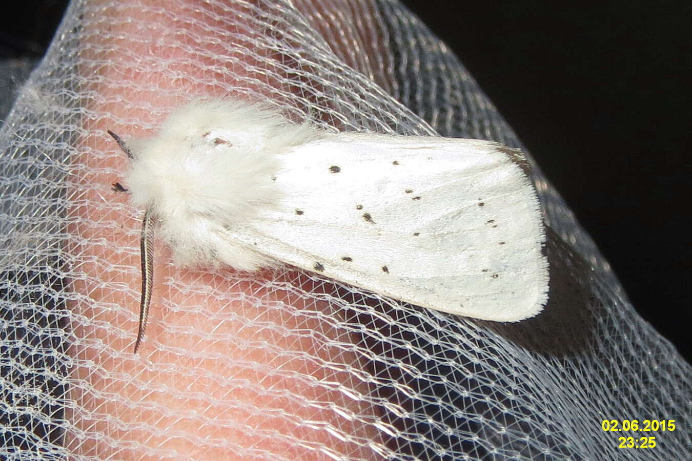 Image of white ermine