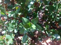 Image of Cedros Island Oak