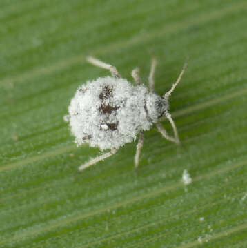 Image of Melanaphis donacis (Passerini 1861)