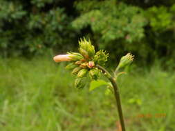 Image of Pavonia schiedeana Steudel